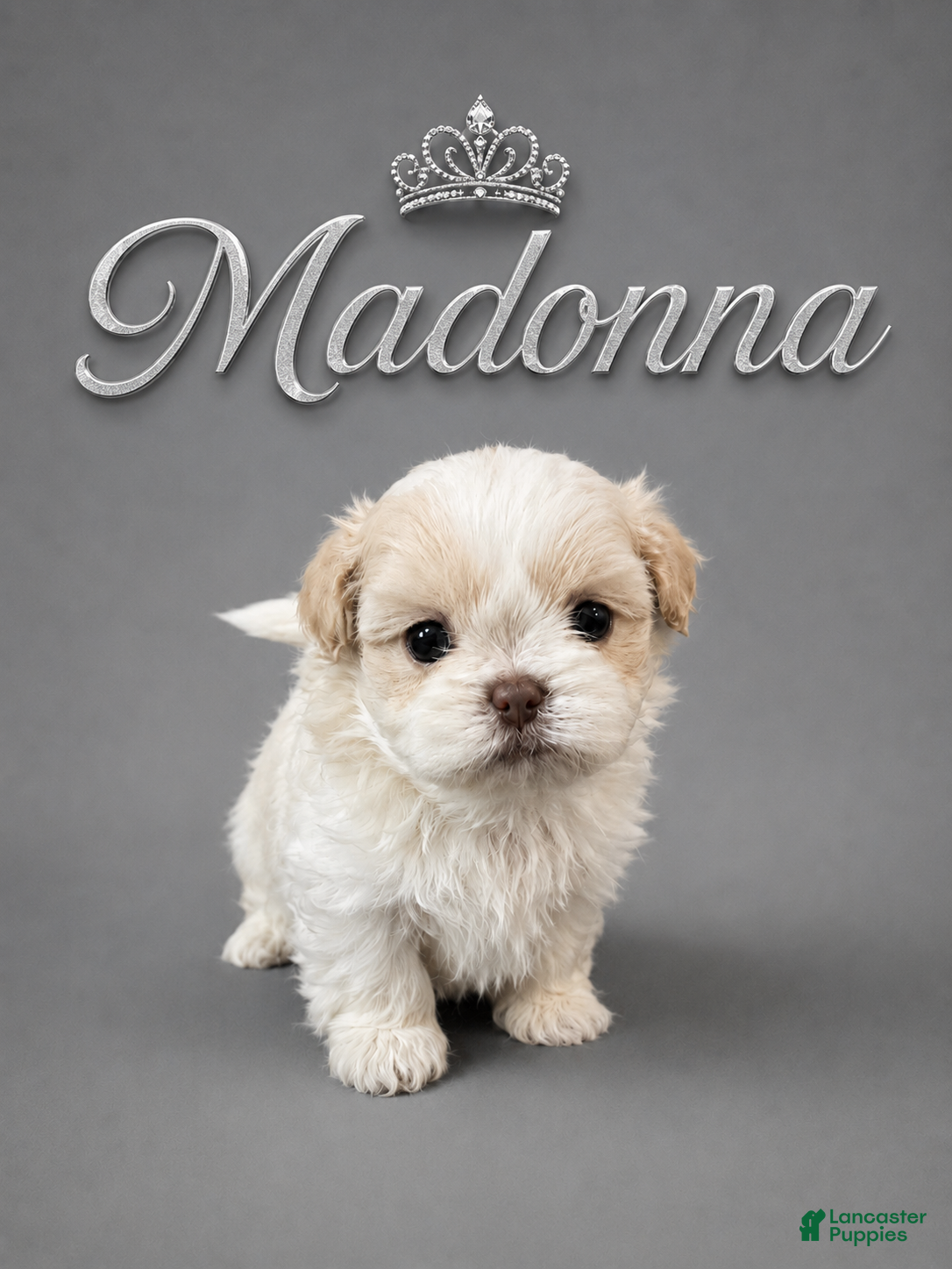 Shih Tzu dogs Madonna  - Ad 3