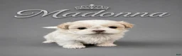 Shih Tzu dogs for sale: Madonna  - Ad 1
