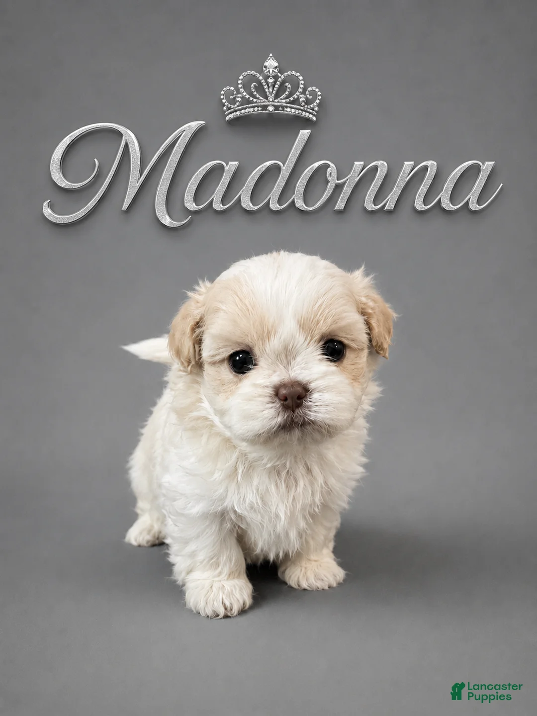 Shih Tzu dogs for sale: Madonna  - Ad 1