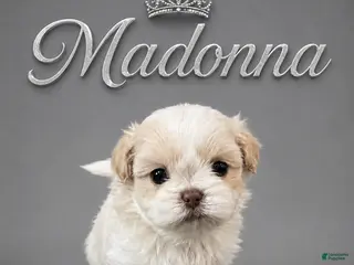 Shih Tzu dogs Madonna - Ad 7