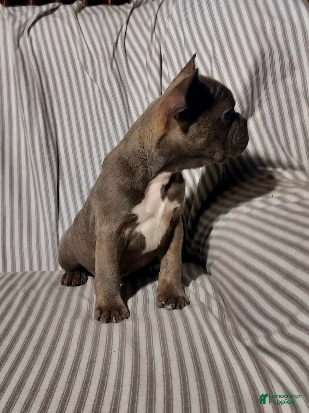 Mixed Breed dogs for sale: Cooper - Ad 5