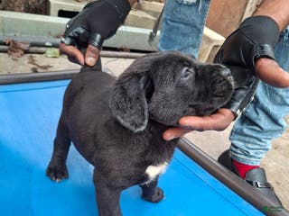 Cane Corso dogs Cane Corso Puppy 1 - Ad 4