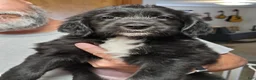 Mixed Breed dogs for sale: Twink - Ad 3