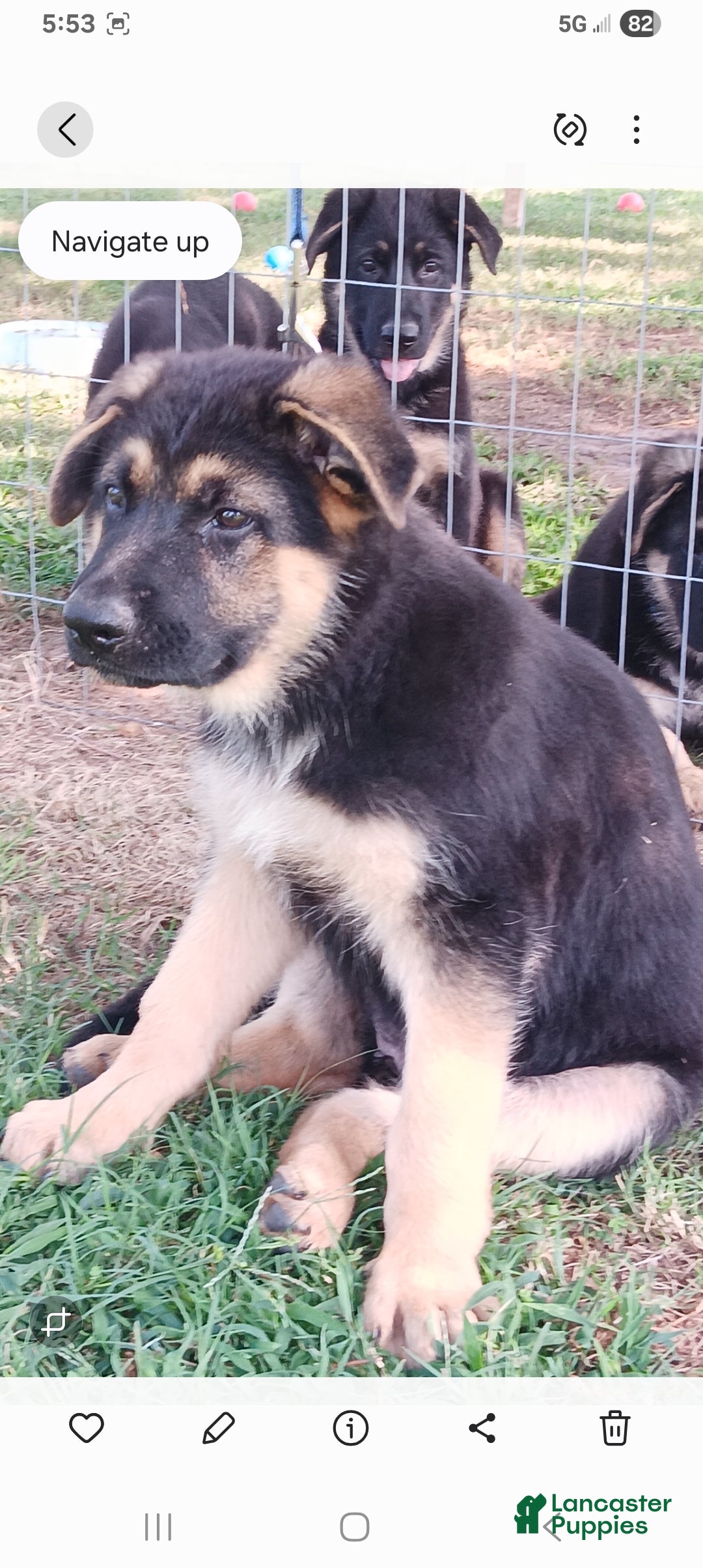 German Shepherd dogs  1 - Ad 15