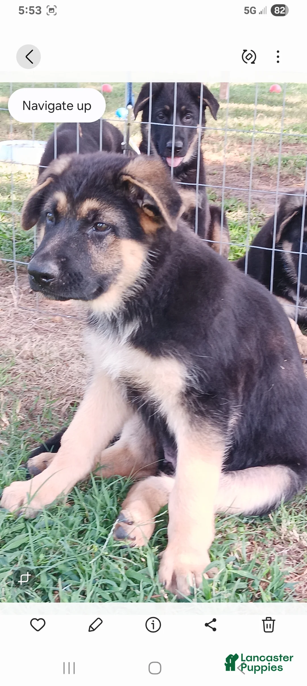German Shepherd dogs for sale:  1 - Ad 1