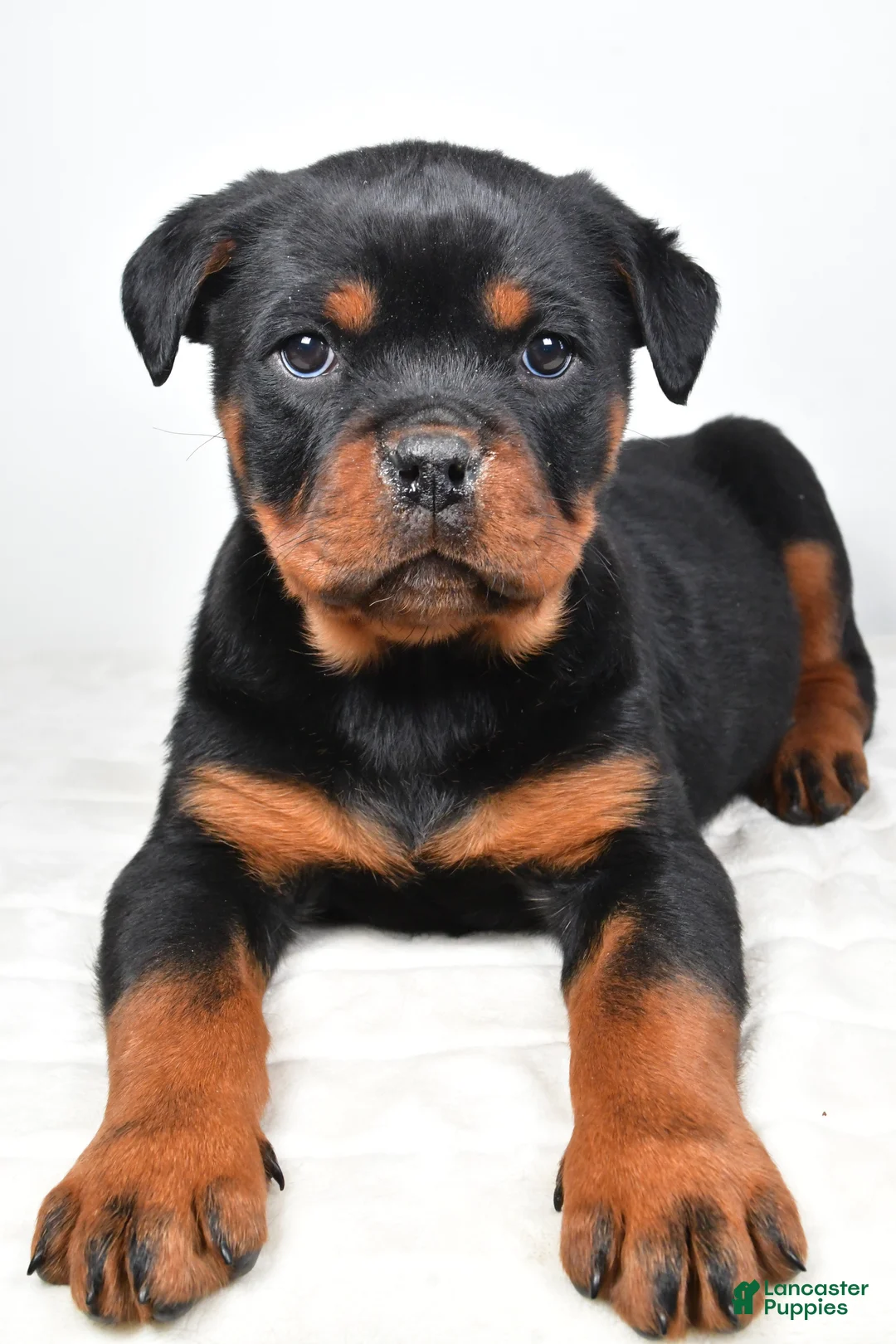 Rottweiler dogs for sale: Patsy - Ad 3