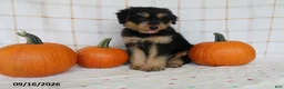 Mini Aussiedoodle dogs for sale: Bo - Ad 3
