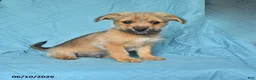 Mixed Breed dogs for sale: Bobby - Ad 1