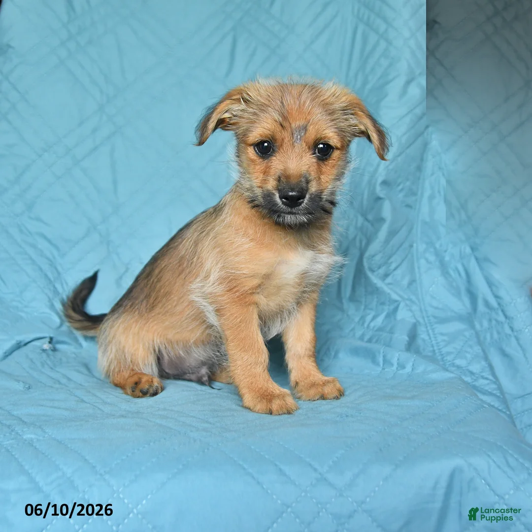 Mixed Breed dogs for sale: Bobby - Ad 1