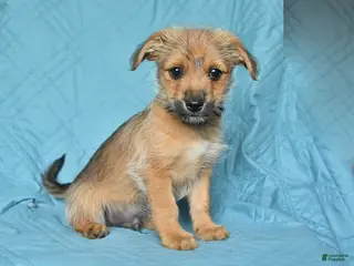 Mixed Breed dogs for sale: Bobby - Ad 3