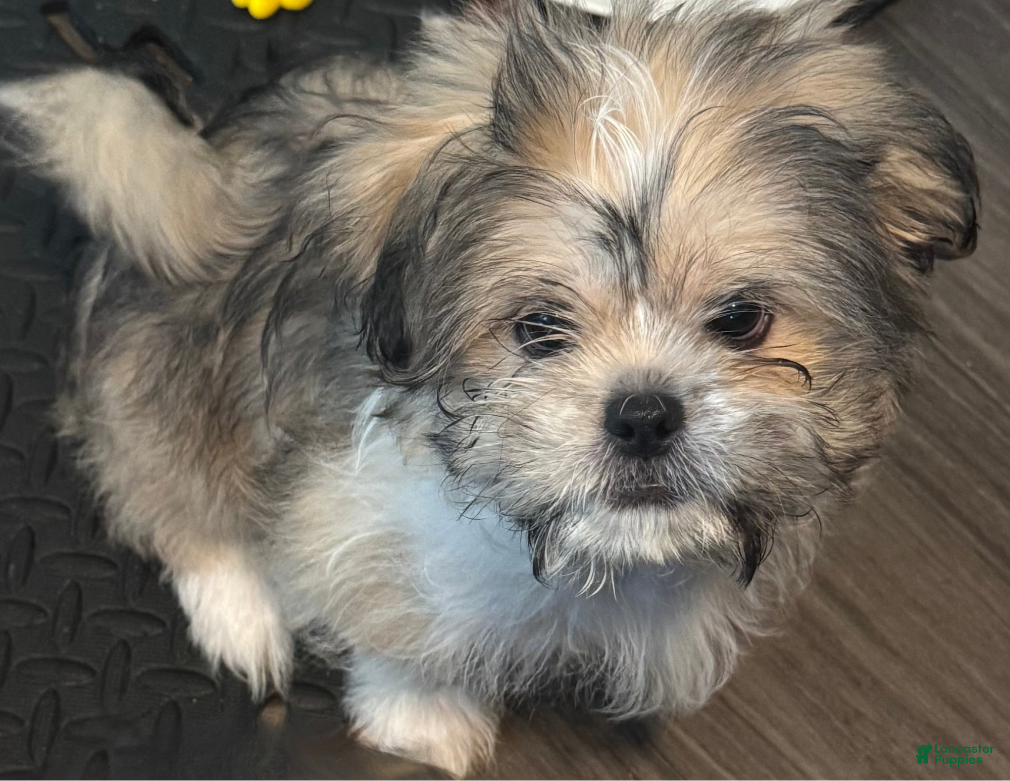 Mixed Breed dogs Peke- Tzu Pup 1 - Ad 37