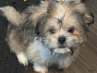 Mixed Breed dogs Peke- Tzu Pup 1 - Ad 37
