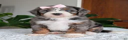 Mini Bernedoodle dogs for sale: Mini Indy - Ad 12