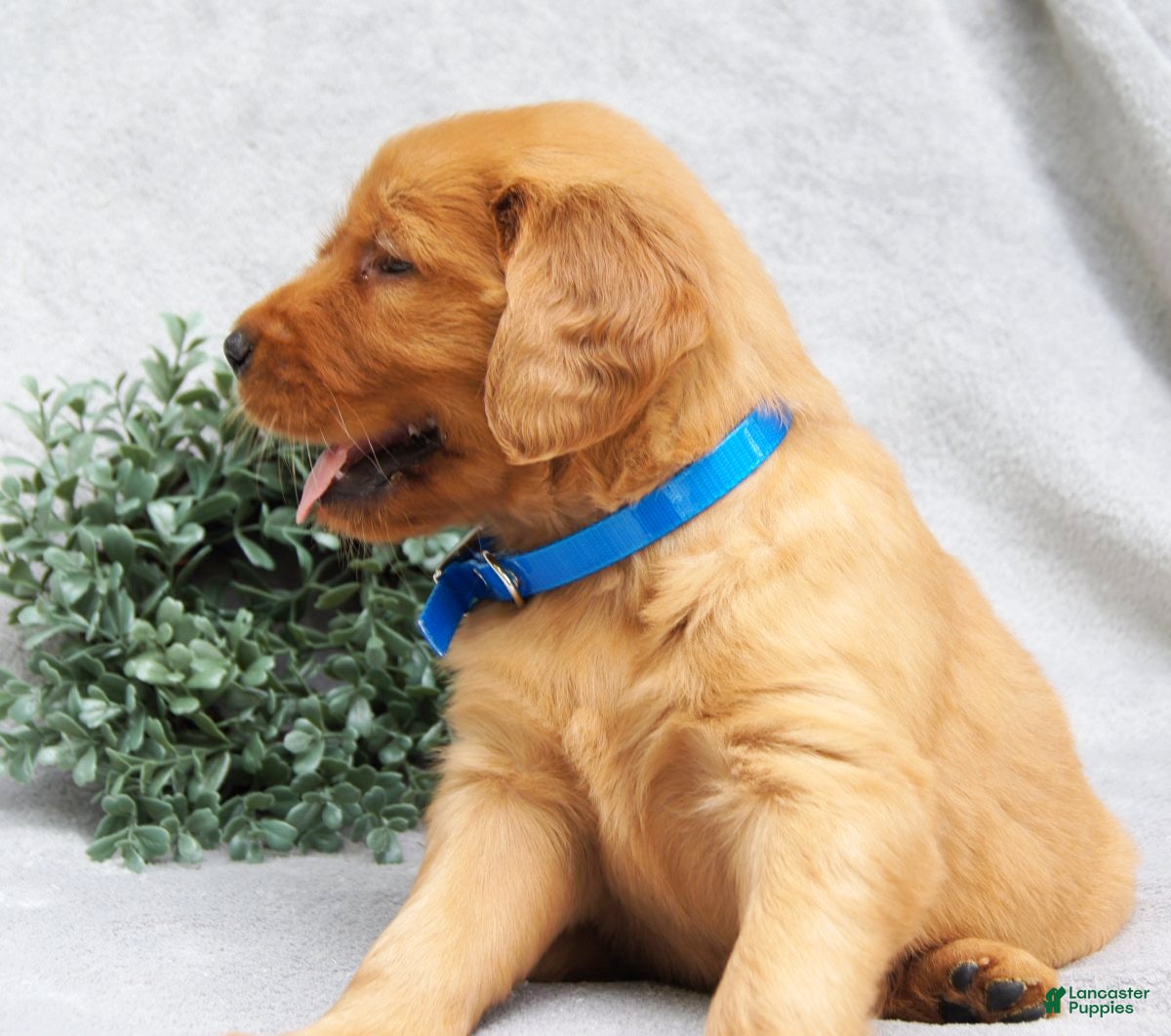 Golden Retriever dogs Princess - Ad 2