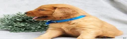 Golden Retriever dogs for sale: Princess - Ad 2