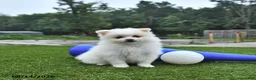 Pomeranian dogs for sale: Lincoln - Ad 3