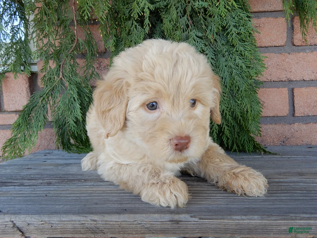 Labradoodle dogs for sale: Zuma - Ad 2