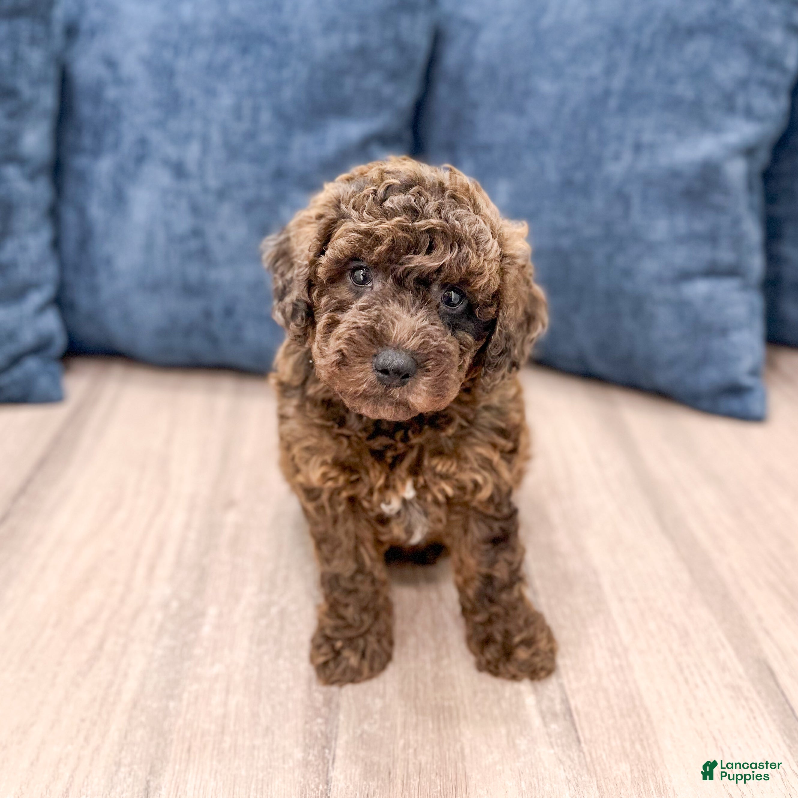Mixed Breed dogs Noel - Ad 1