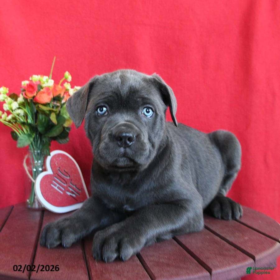 Cane Corso dogs for sale: Tommy - Ad 1