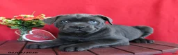 Cane Corso dogs for sale: Tommy - Ad 1
