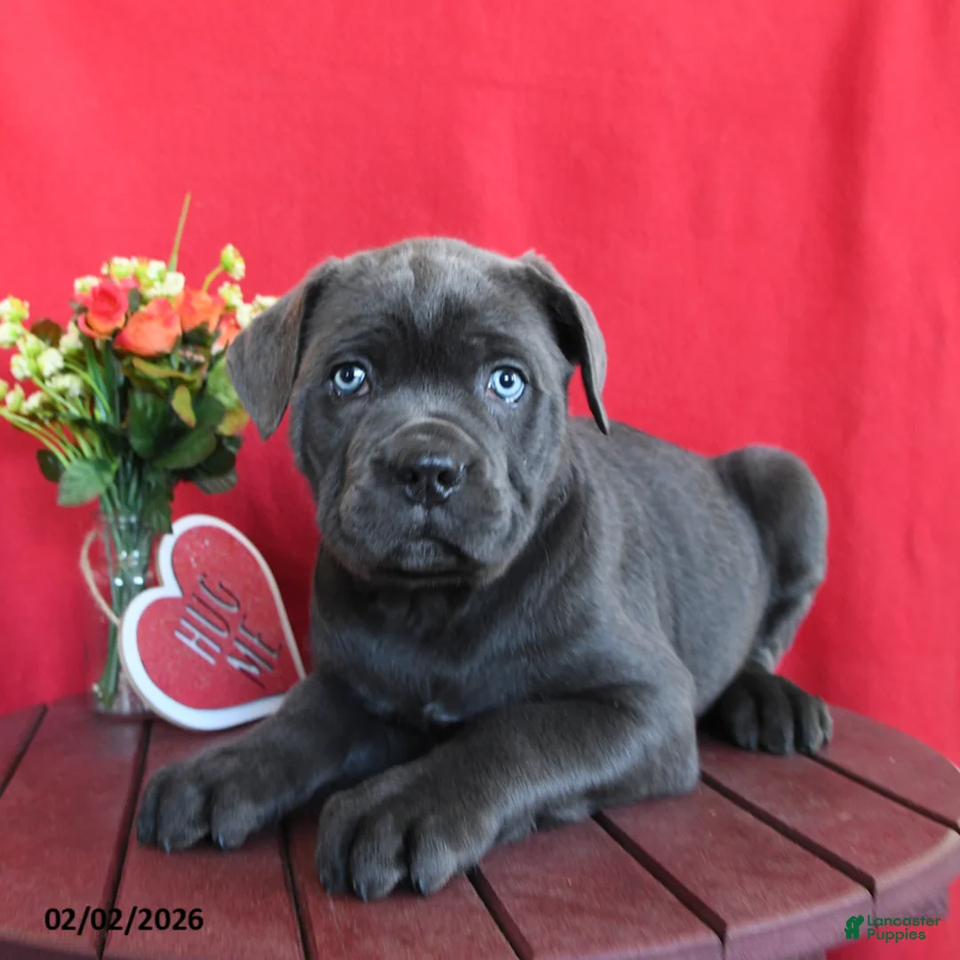 Cane Corso dogs for sale: Tommy - Ad 1
