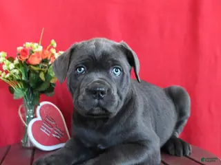Cane Corso dogs for sale: Tommy - Ad 1