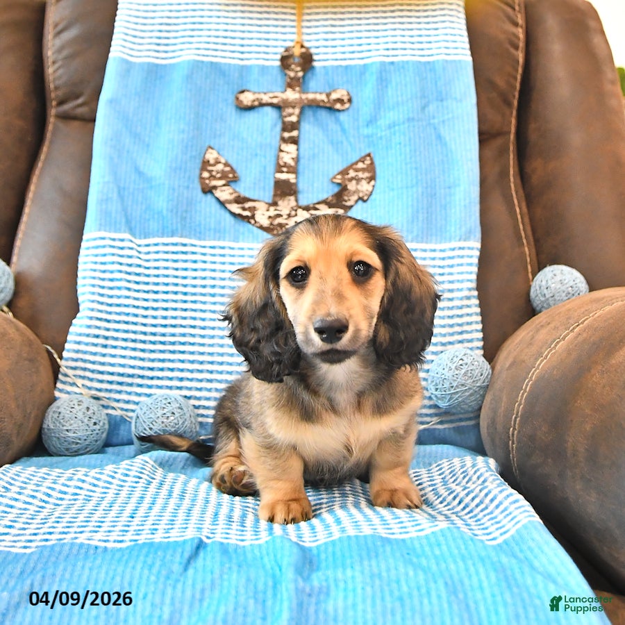 Miniature Dachshund dogs Brantley - Ad 1
