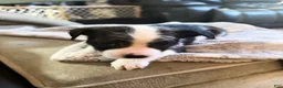 Mixed Breed dogs for sale: Mixed Breed 3 - Ad 1