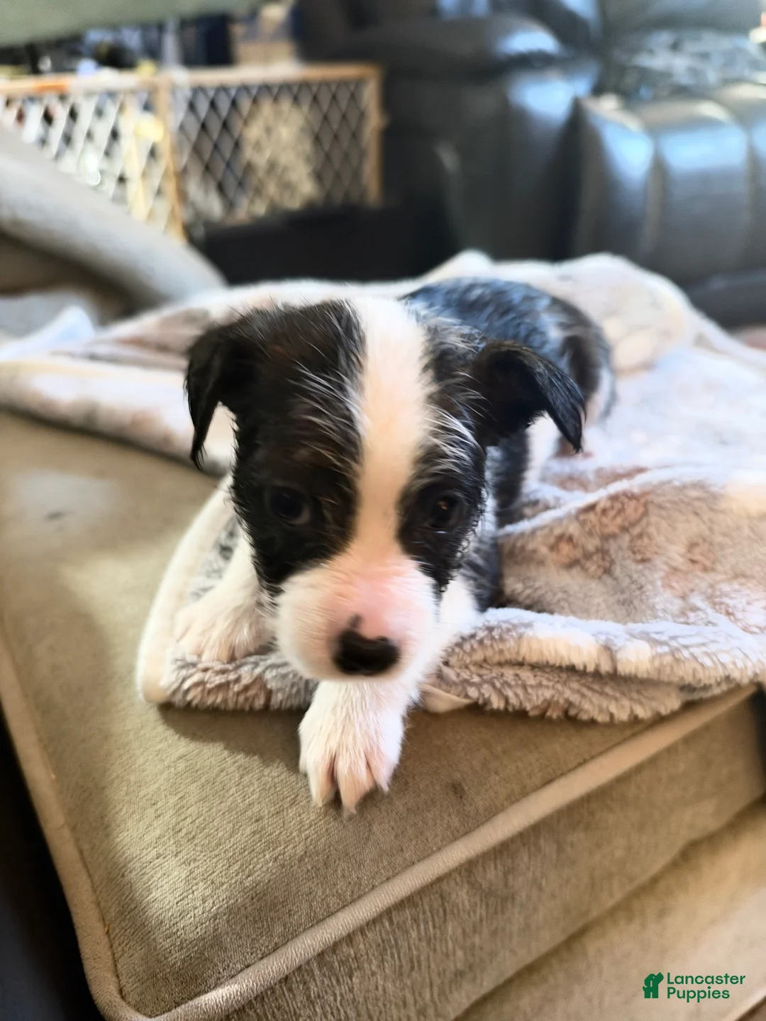 Mixed Breed dogs for sale: Mixed Breed 3 - Ad 1