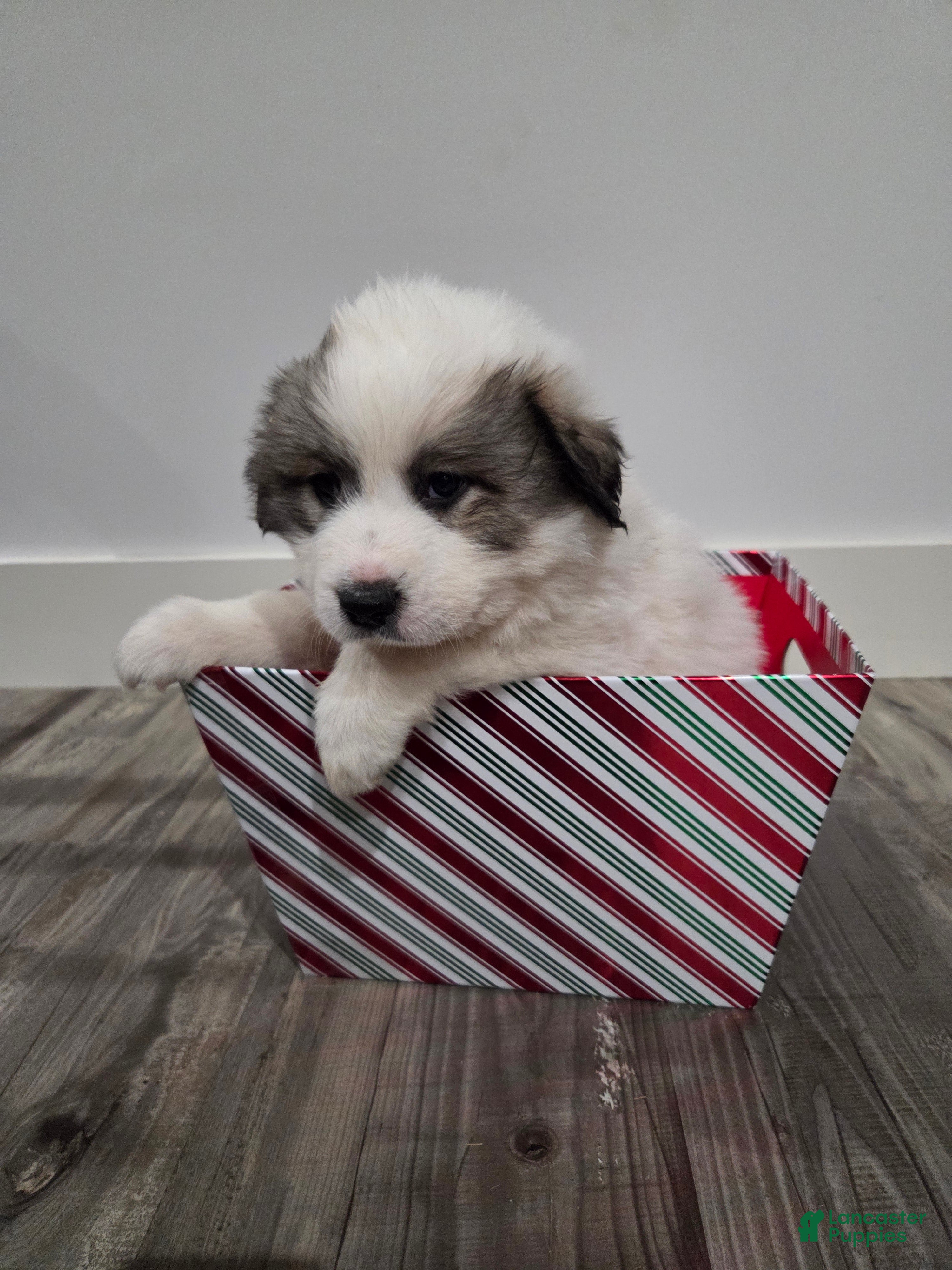 Great Pyrenees dogs Noel - Ad 1