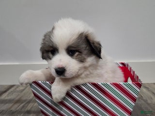 Great Pyrenees dogs Noel - Ad 14