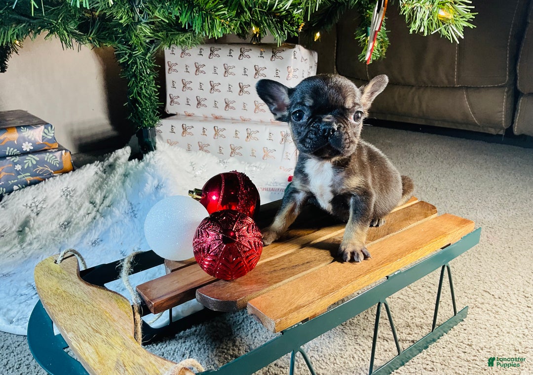 French Bulldog dogs for sale: Mia - Ad 1