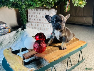 French Bulldog dogs Mia - Ad 42