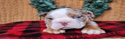 English Bulldog dogs for sale: Fletch - Ad 6