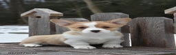 Welsh Corgi Pembroke dogs for sale: Debbie - Ad 2