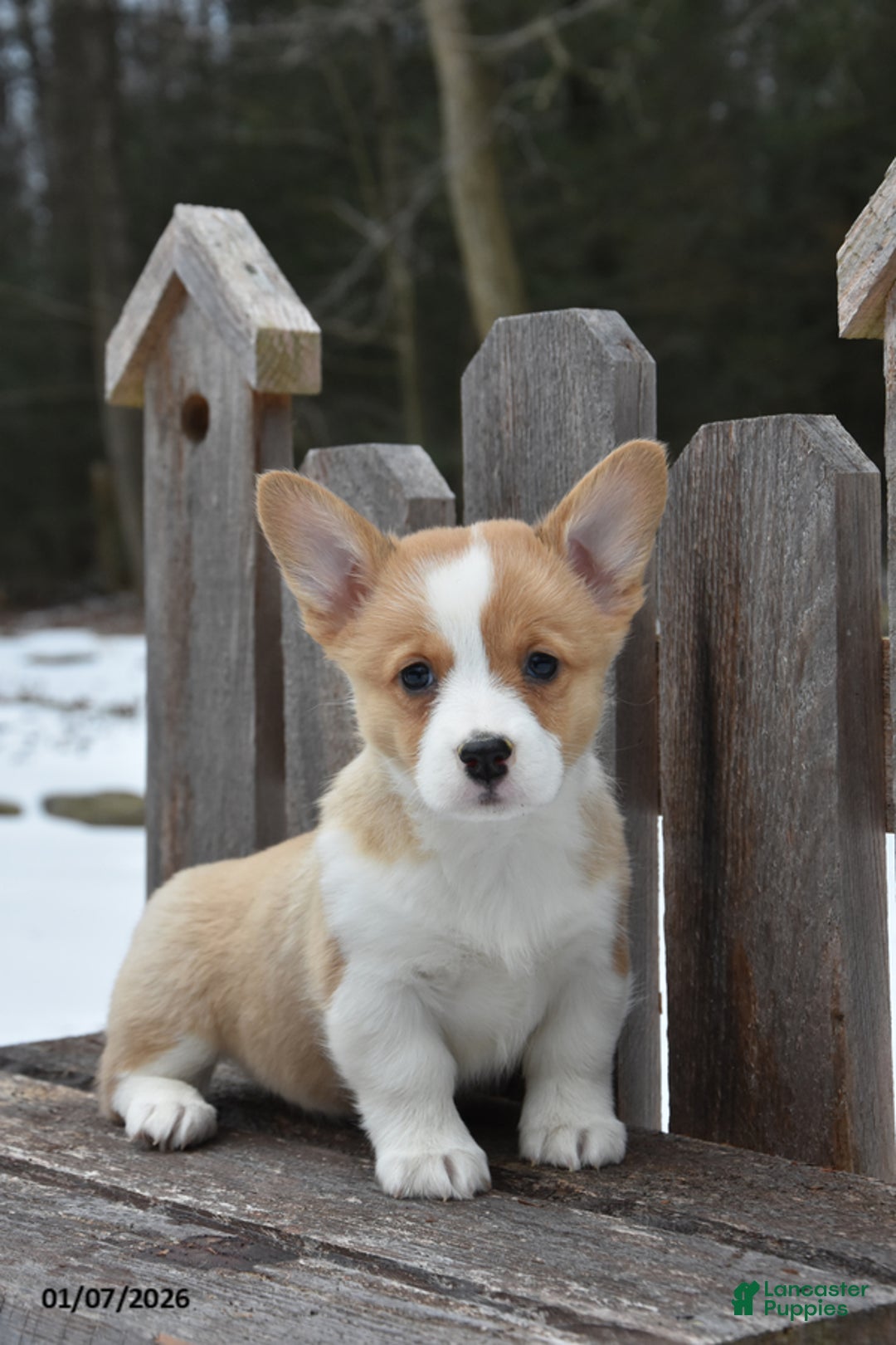 Welsh Corgi Pembroke dogs for sale: Debbie - Ad 2