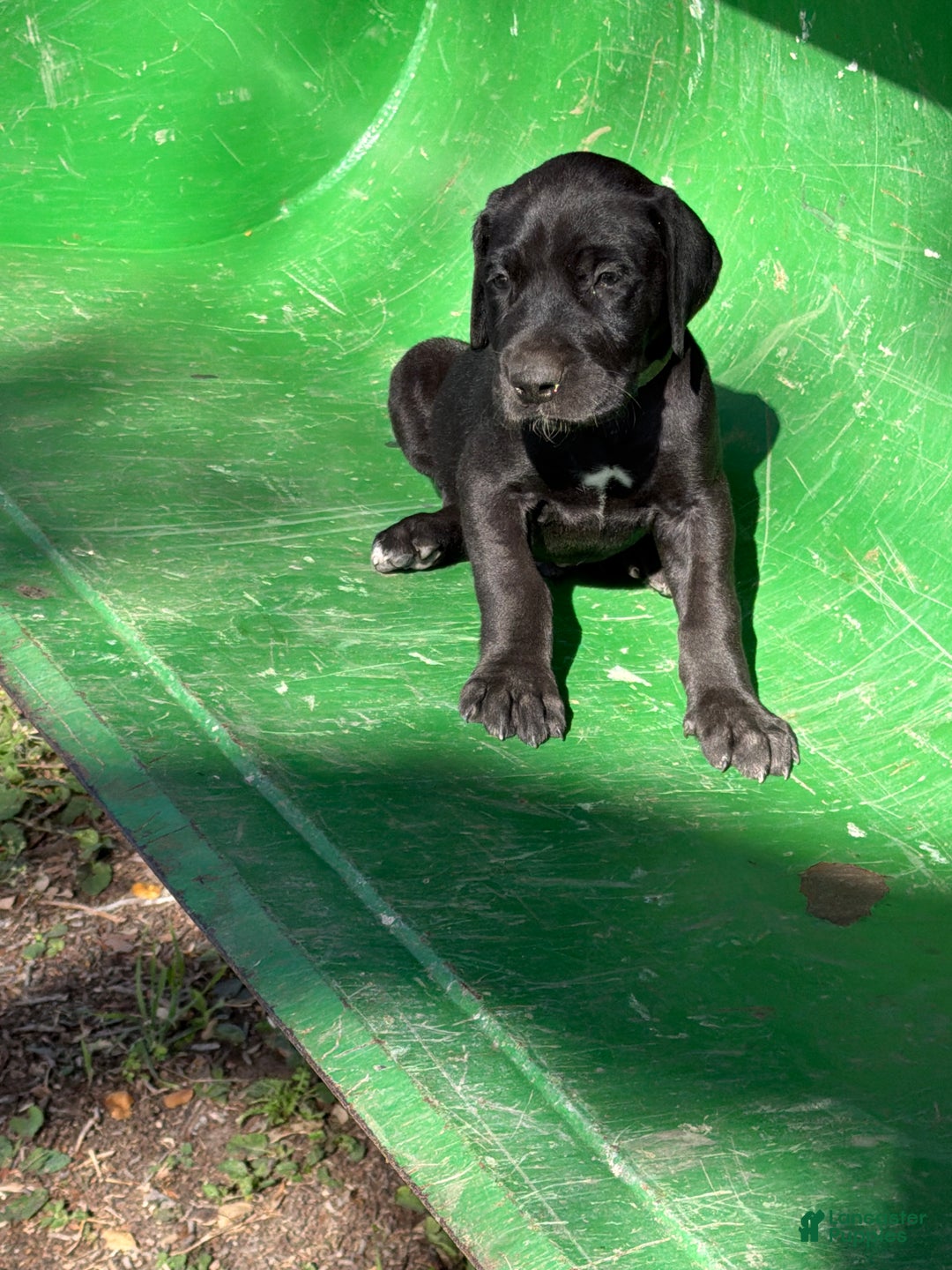 Great Dane dogs for sale: Diesel - Ad 1