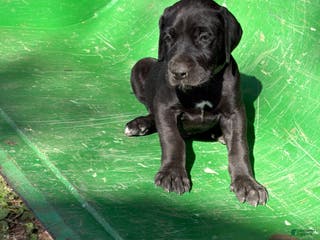 Great Dane dogs Diesel - Ad 11