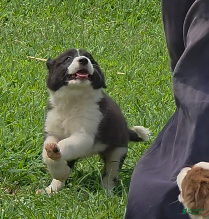 Border Collie dogs AKC Junior  - Ad 1