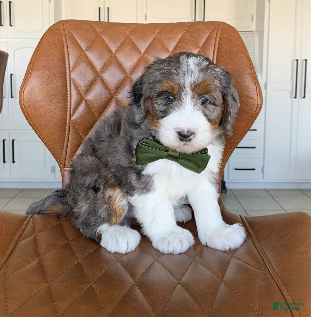 Bernedoodle dogs for sale: Hugo - Ad 2