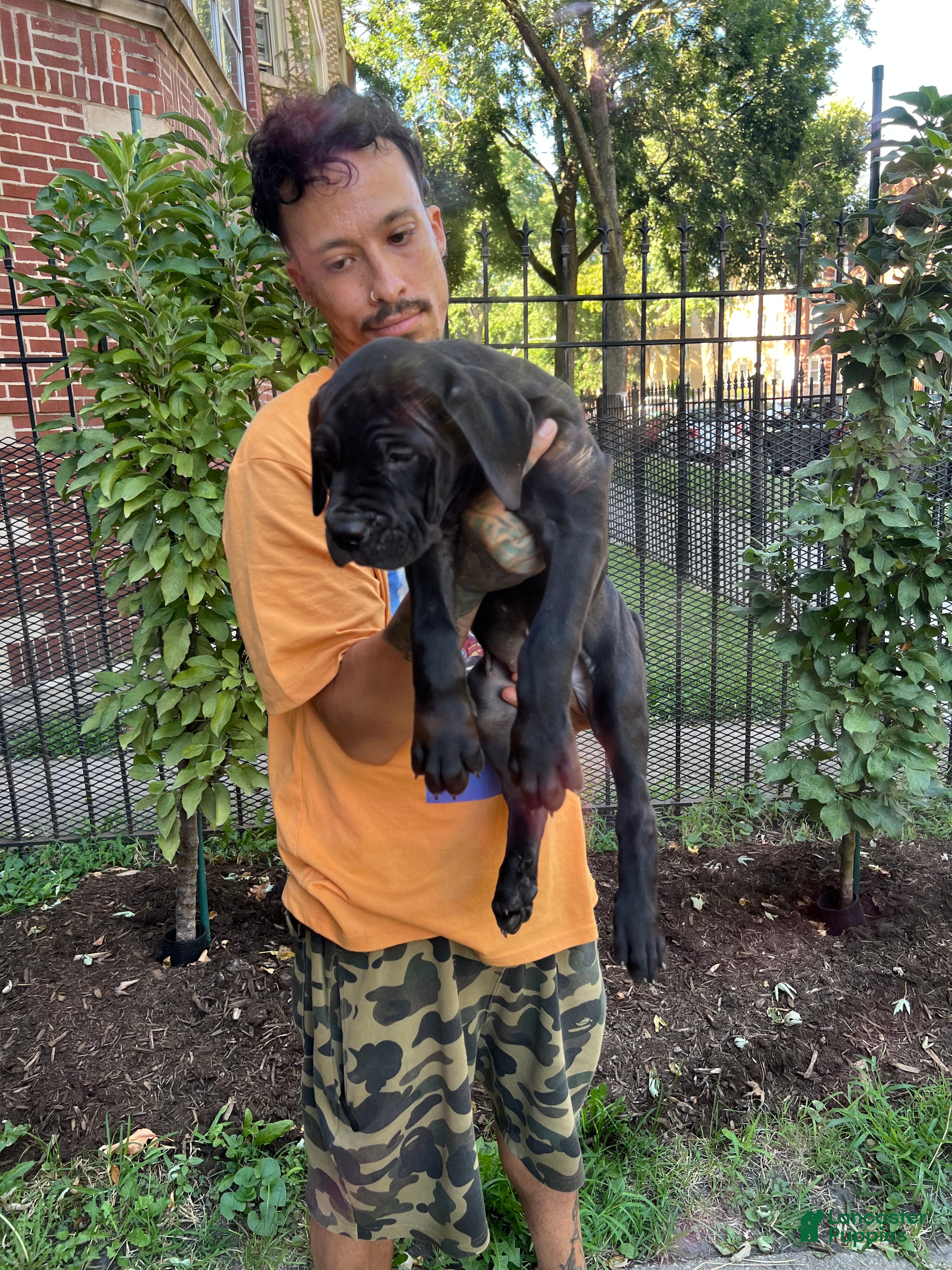 Cane Corso dogs Black Female Cane Corso Puppy #2 - Ad 41