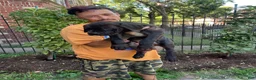 Cane Corso dogs for sale: Black Female Cane Corso Puppy #2 - Ad 1