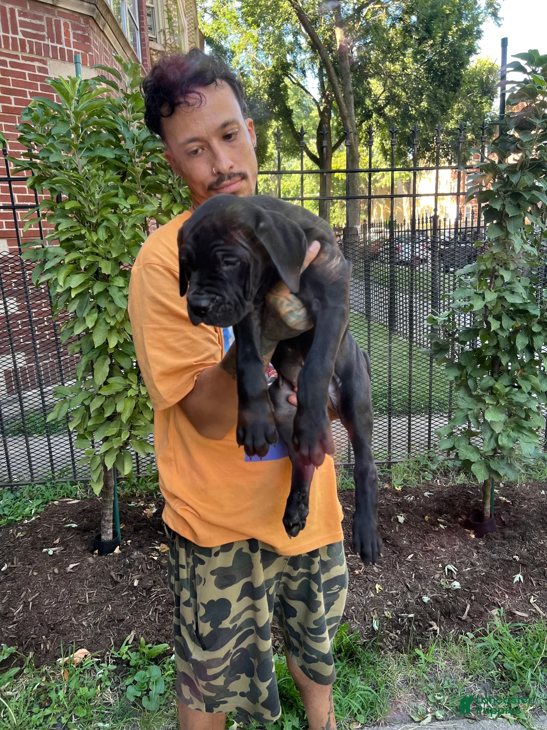 Cane Corso dogs for sale: Black Female Cane Corso Puppy #2 - Ad 1