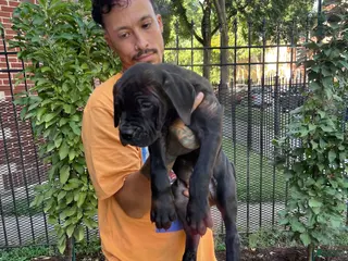 Cane Corso dogs Black Female Cane Corso Puppy #2 - Ad 41