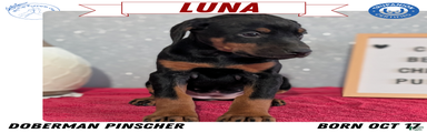 Luna