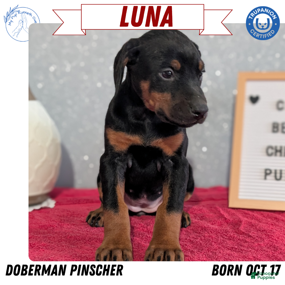 Doberman Pinscher dogs for sale: Luna - Ad 1
