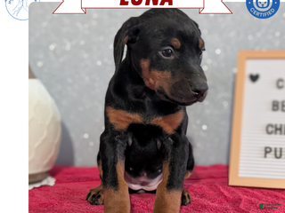 Doberman Pinscher dogs Luna - Ad 24