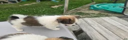 Pomchi dogs for sale: Paris - Ad 8