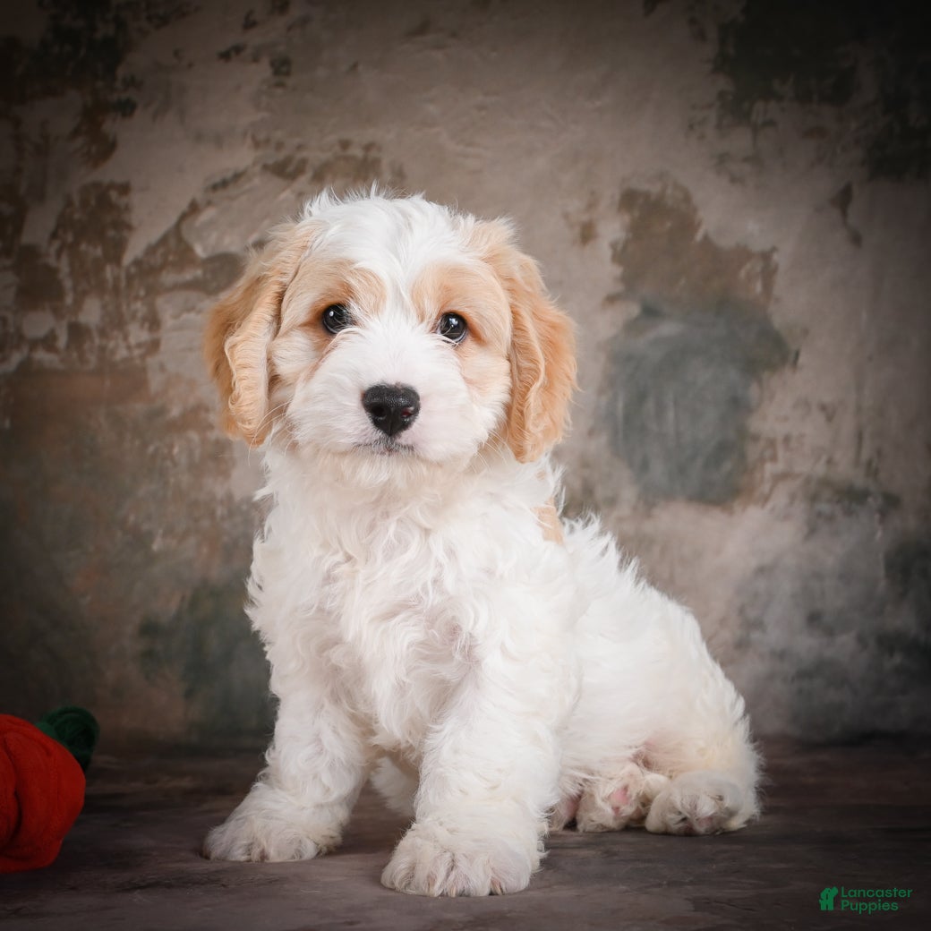 Cavachon dogs for sale: Jeremy - Ad 8