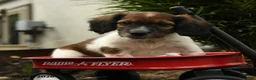 Mixed Breed dogs for sale: Archie - Ad 3